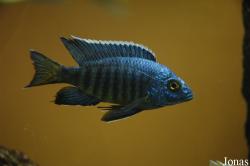 Aulonocara stuartgranti