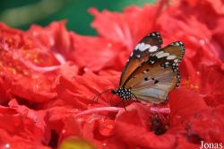Danaus chrysippus