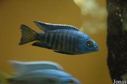 Aquarienanlage Quack
