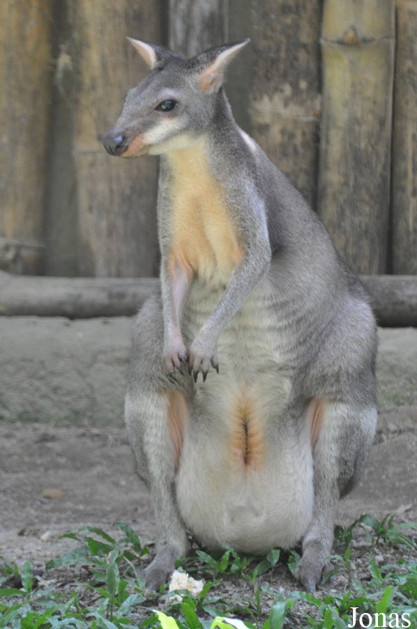 Zoo Negara