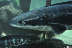 Channidae