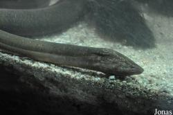 Synbranchidae