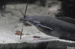 Zoo Negara