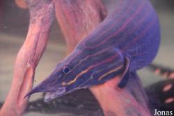 Mastacembelus erythrotaenia