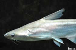 Pangasiidae
