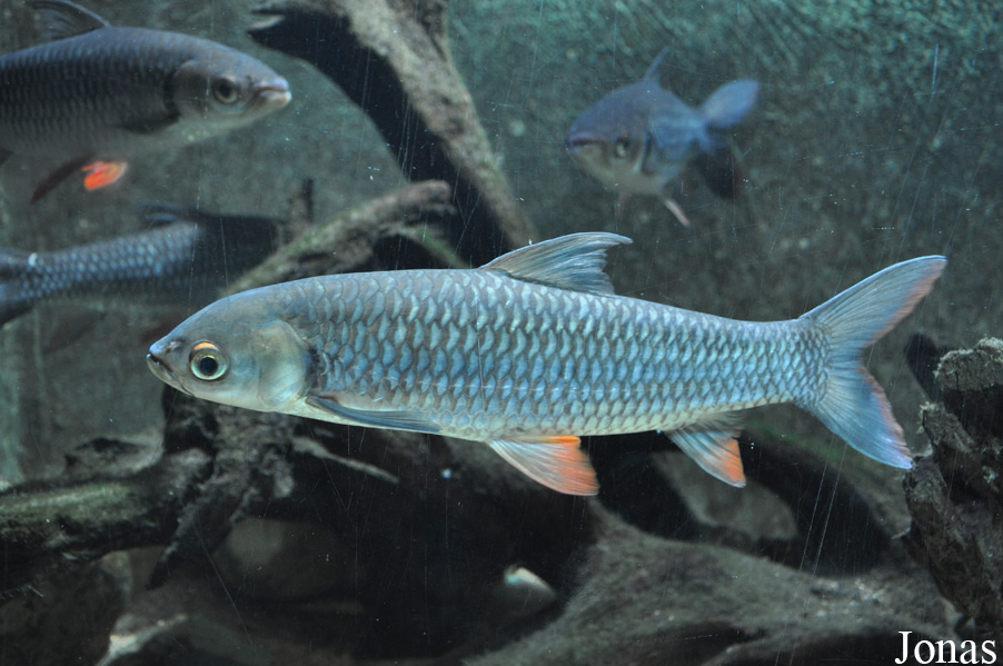 Zoo Negara