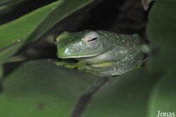 Rhacophorus prominanus