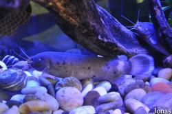 Aquaria KLCC