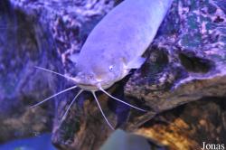 Aquaria KLCC
