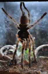 Poecilotheria striata