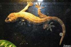 Aquaria KLCC