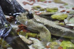 Periophthalmodon schlosseri