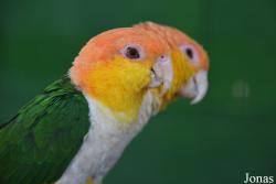 Pionites leucogaster