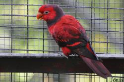 Kuala Lumpur Bird Park