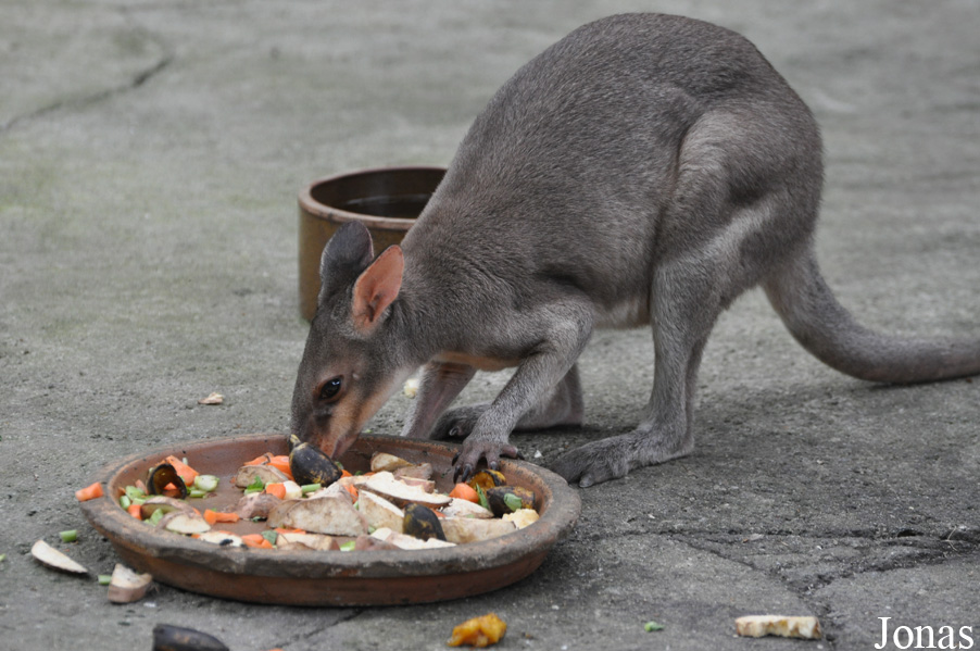 Sunway Wildlife Interactive Zoo