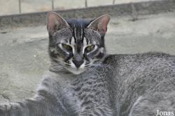 Felis silvestris catus x Prionailurus bengalensis bengalensis