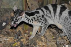 Chrotogale owstoni