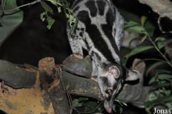 Carnivore and Pangolin Conservation Program (CPCP)