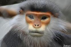 Endangered Primate Rescue Center (EPRC)