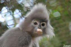 Endangered Primate Rescue Center (EPRC)