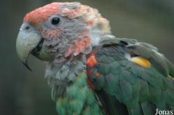 Poicephalus fuscicollis