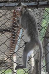 Soc Son Animal Rescue Center