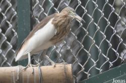 Hanoi Zoological Gardens