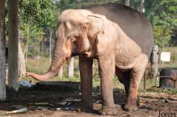 Lao Zoo