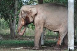 Lao Zoo