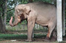 Lao Zoo