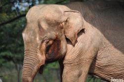 Lao Zoo