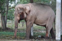 Lao Zoo
