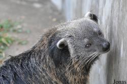 Lao Zoo