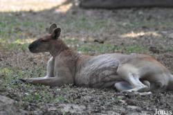 Lao Zoo
