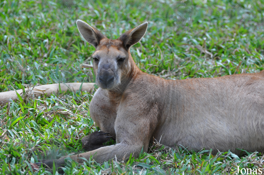 Lao Zoo