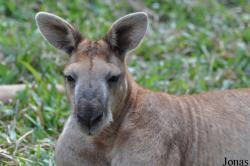 Lao Zoo