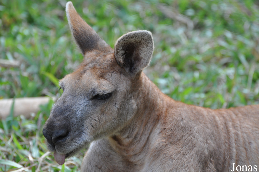 Lao Zoo