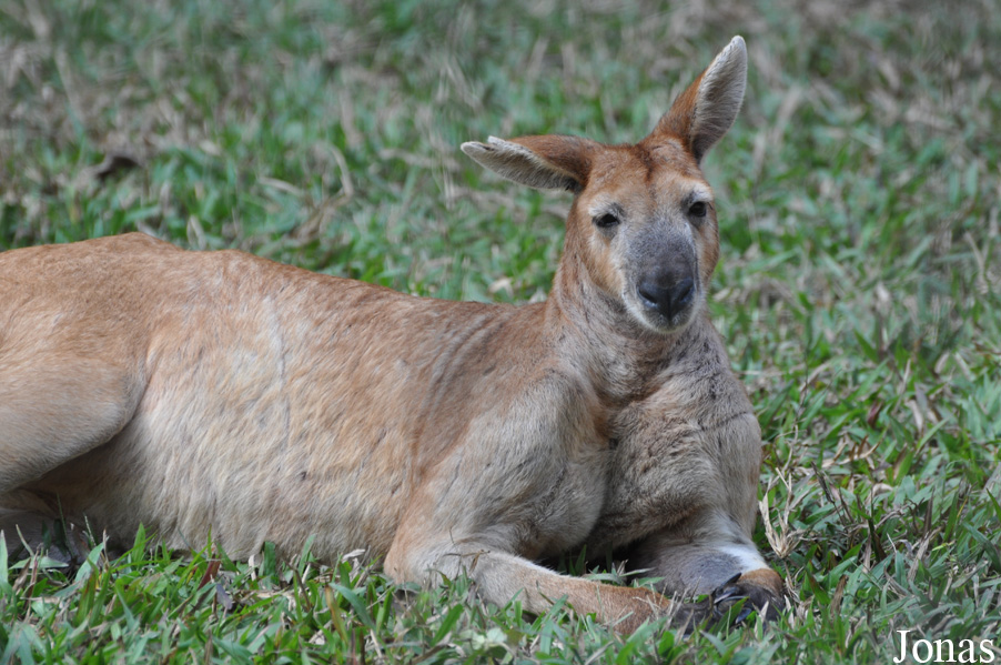 Lao Zoo