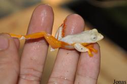 Rhacophorus rhodopus