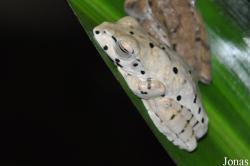 Rhacophorus annamensis
