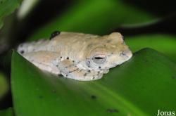 Vietnam Amphibian and Reptile Breeding Station