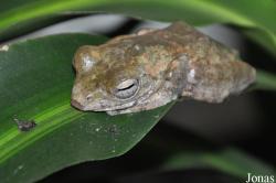 Vietnam Amphibian and Reptile Breeding Station