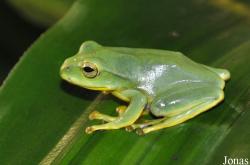 Rhacophorus feae