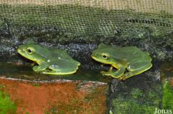 Vietnam Amphibian and Reptile Breeding Station