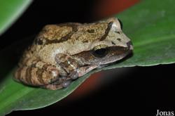 Rhacophorus orlovi