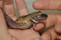 Vietnam Amphibian and Reptile Breeding Station