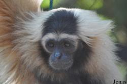 Angkor Centre for Conservation of Biodiversity (ACCB)