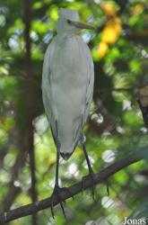 Ardea intermedia