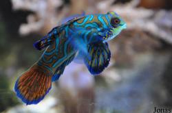Synchiropus splendidus