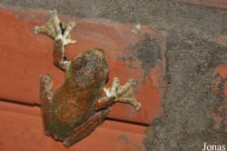 Vietnam Amphibian and Reptile Breeding Station